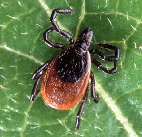 Blacklegged Ticks (Deer Ticks)
