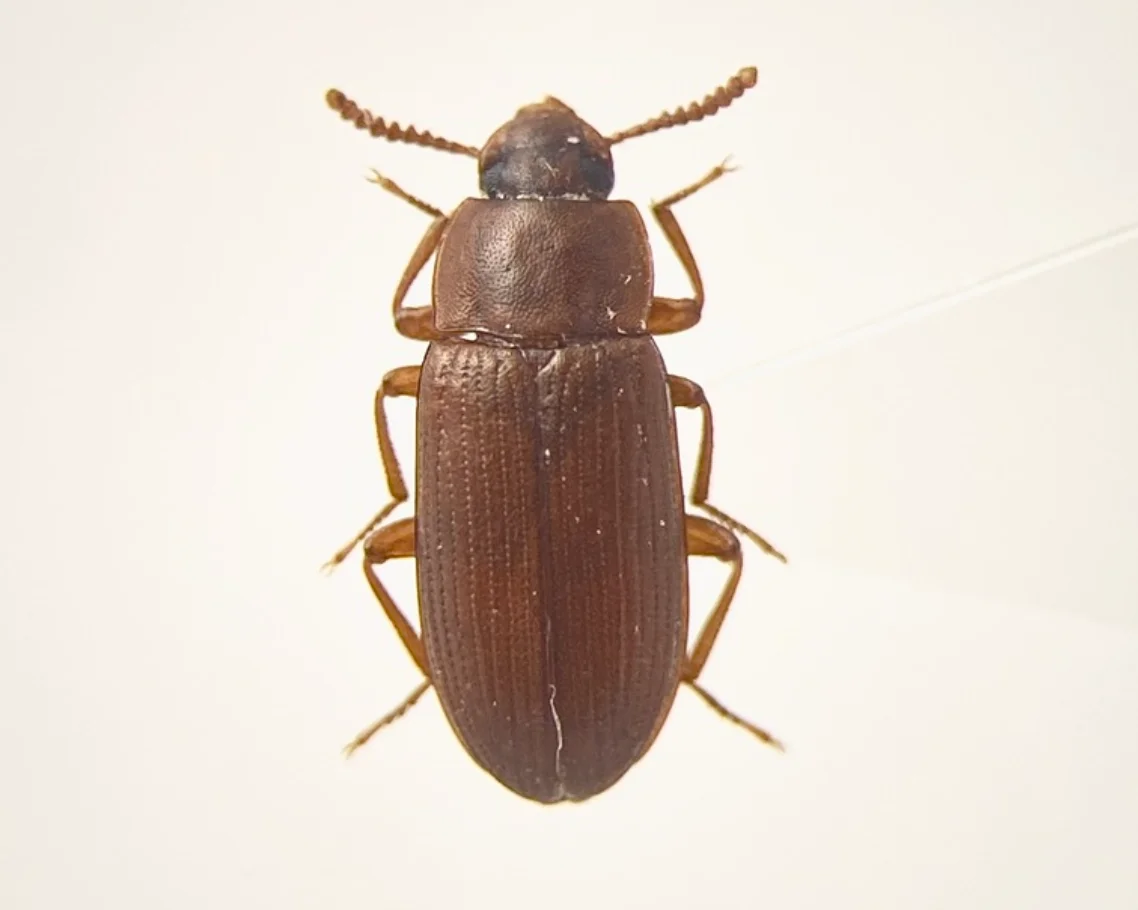 Confused Flour Beetles