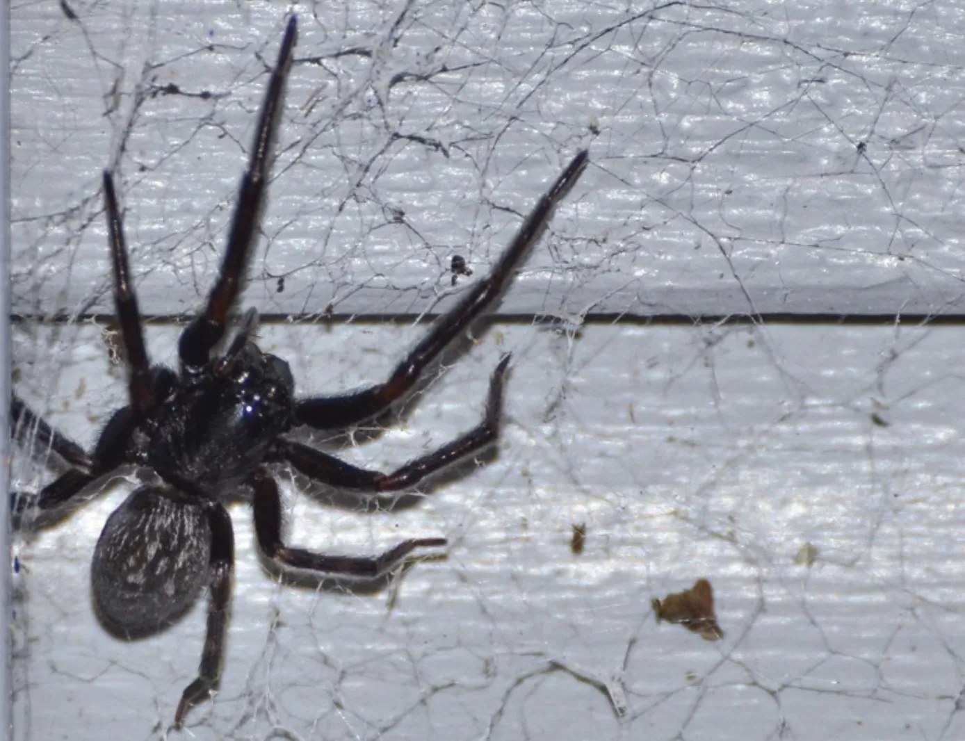 House Spider