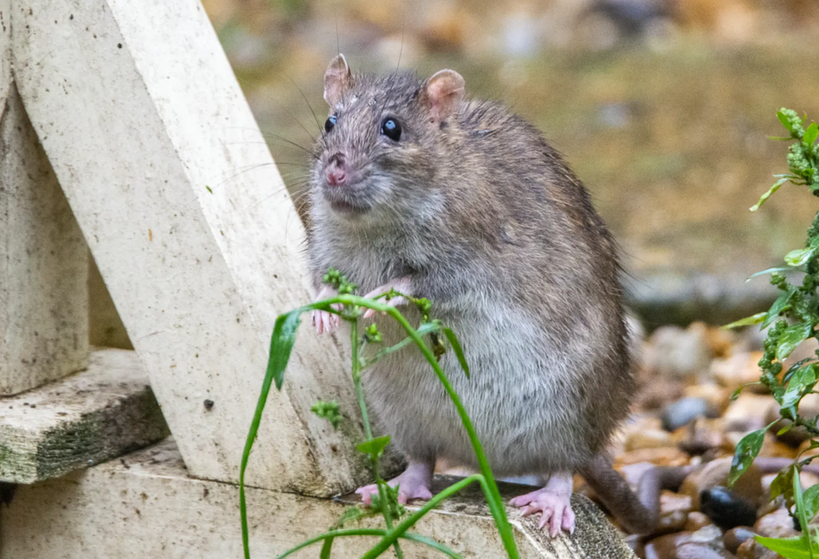 Rats