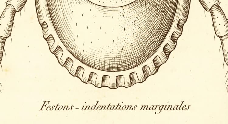 Festons