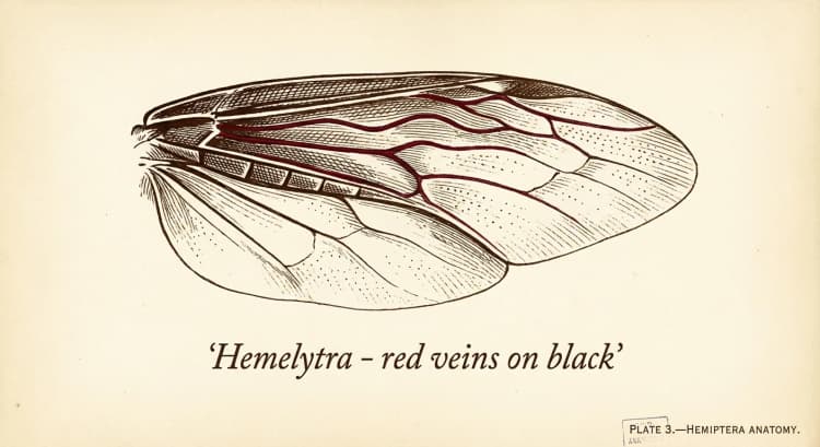 Hemelytra