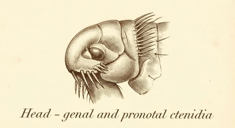 Head