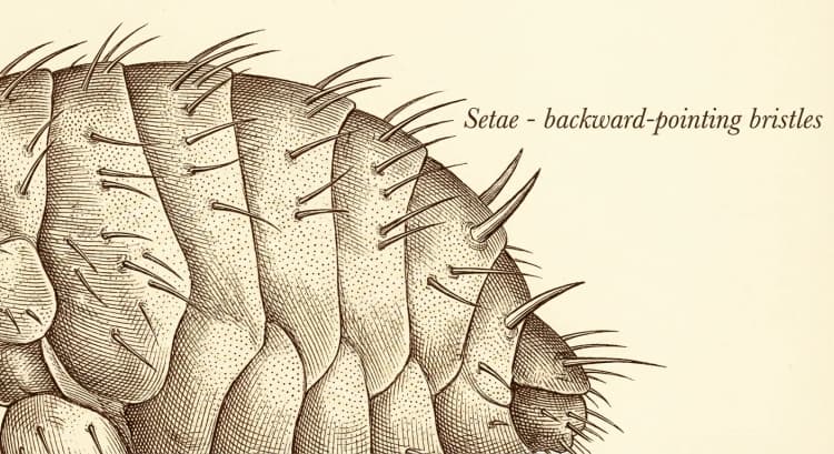 Setae