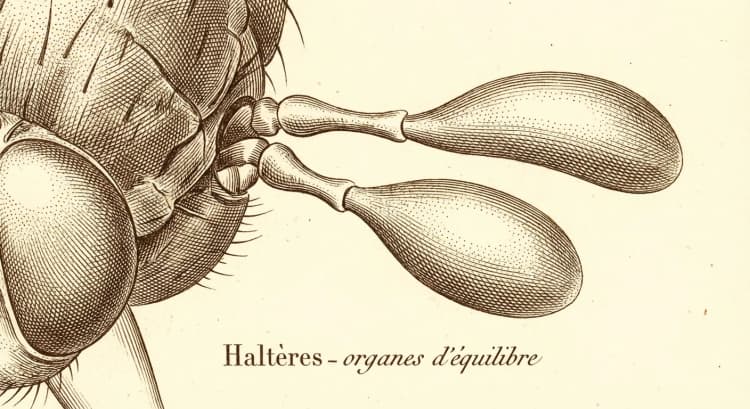 Haltères