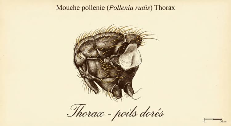 Thorax