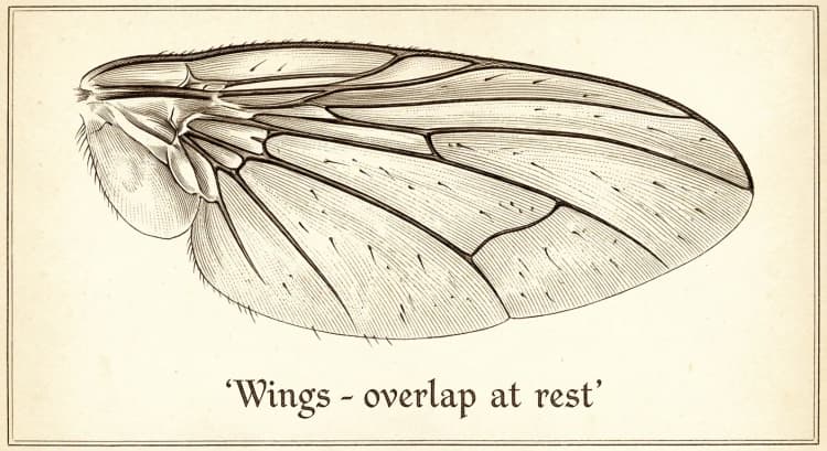 Wings