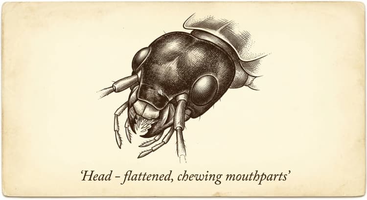 Head