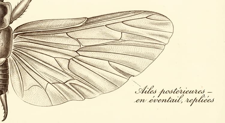 Ailes postérieures