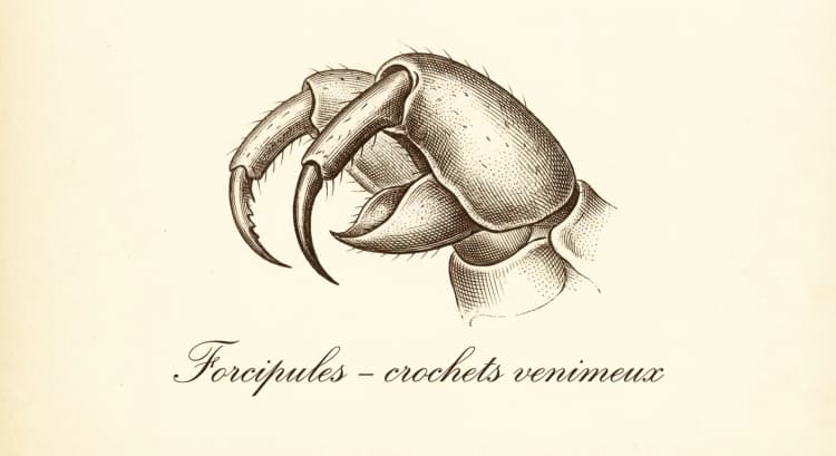 Forcipules