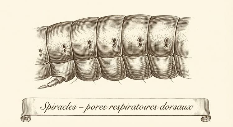 Spiracles
