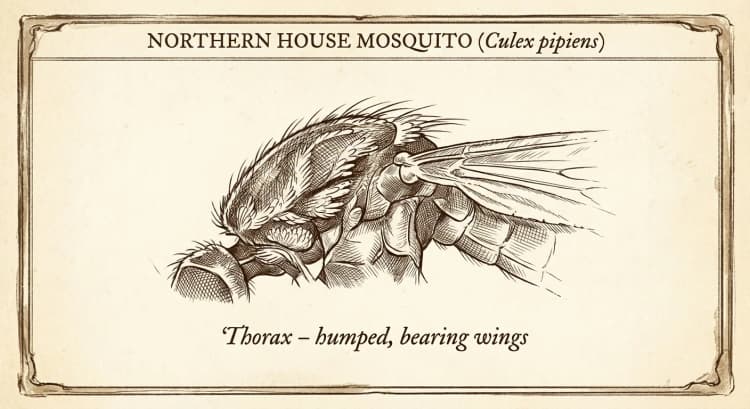 Thorax
