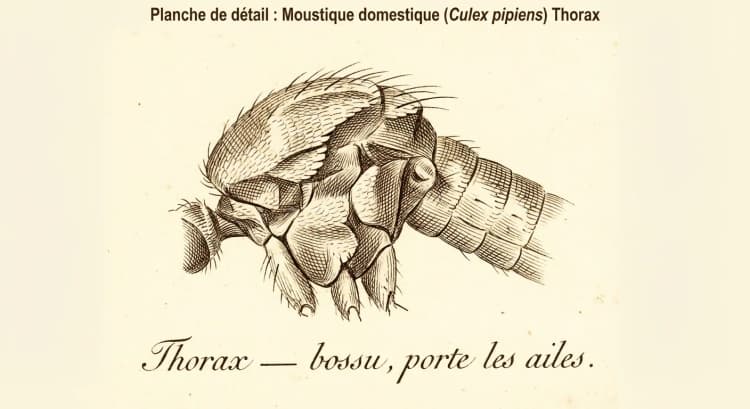 Thorax
