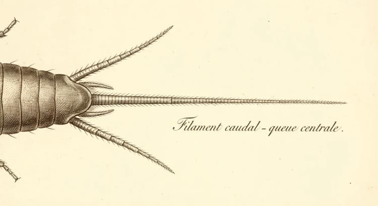 Filament caudal