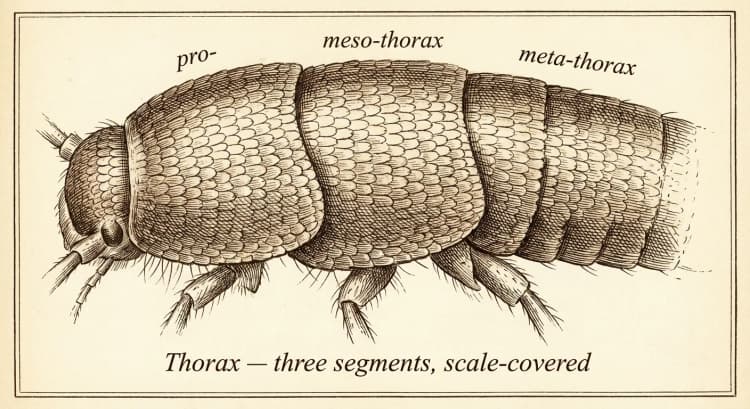 Thorax