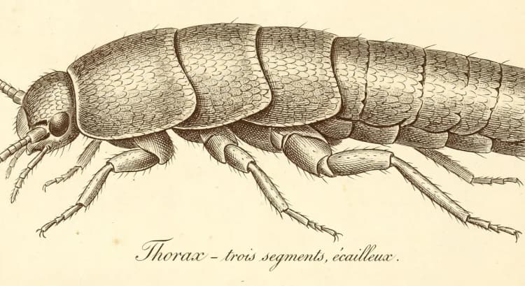 Thorax