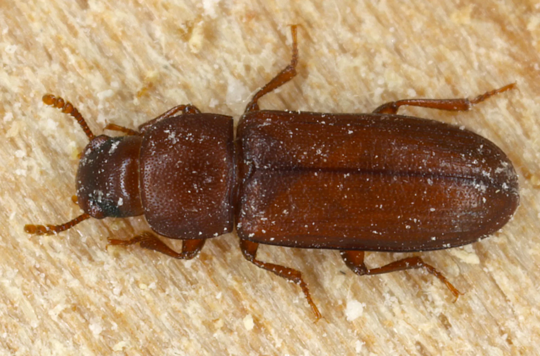 Red Flour Beetles