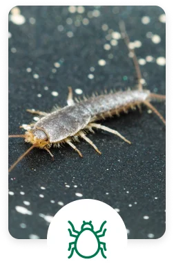 General pest control services