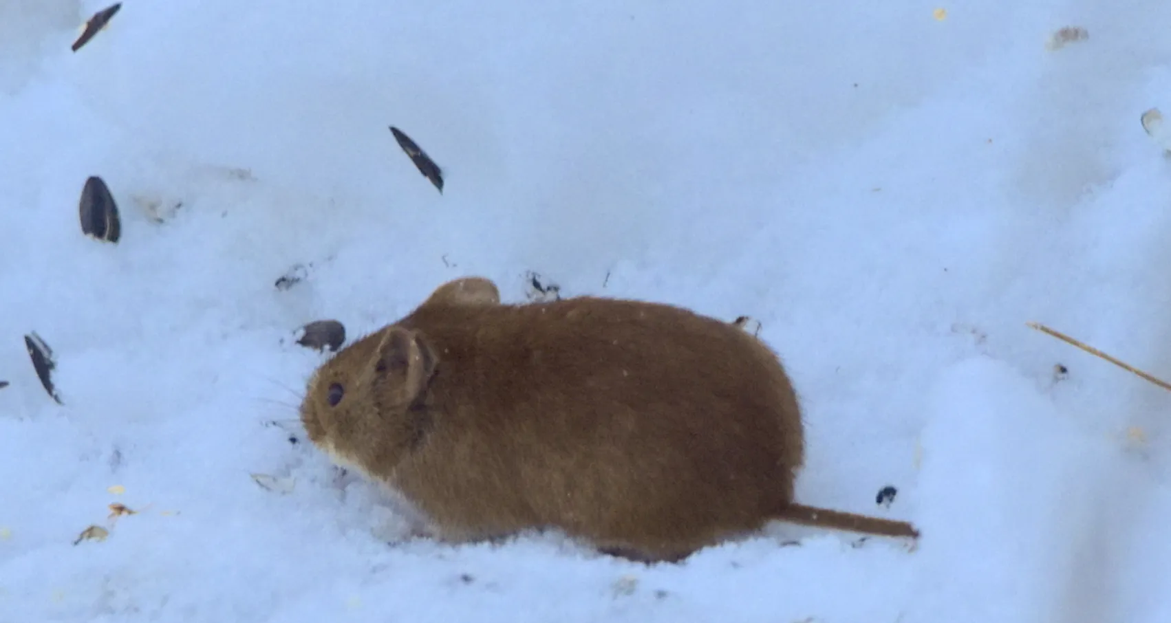 Voles