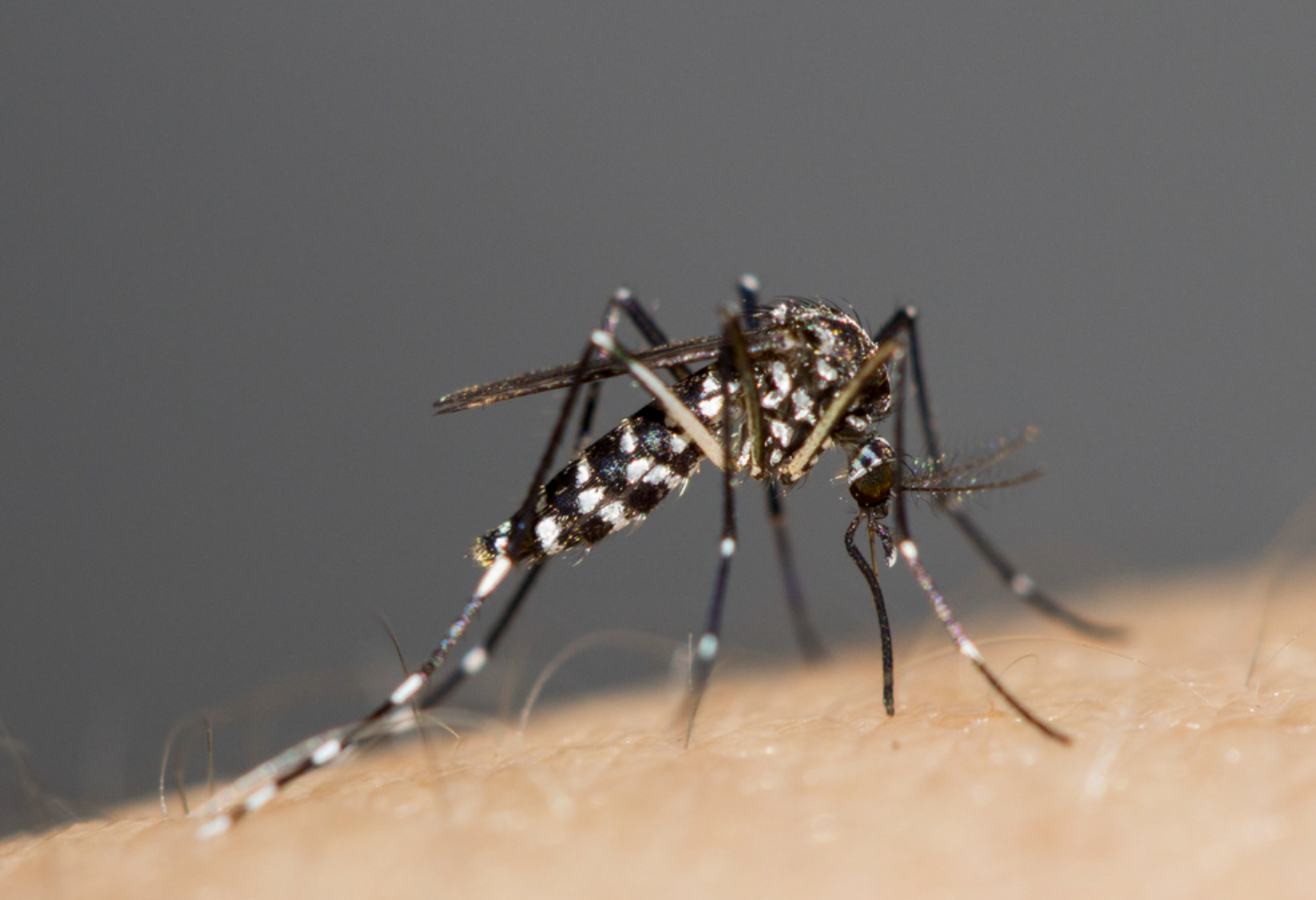 Aedes Mosquitoes