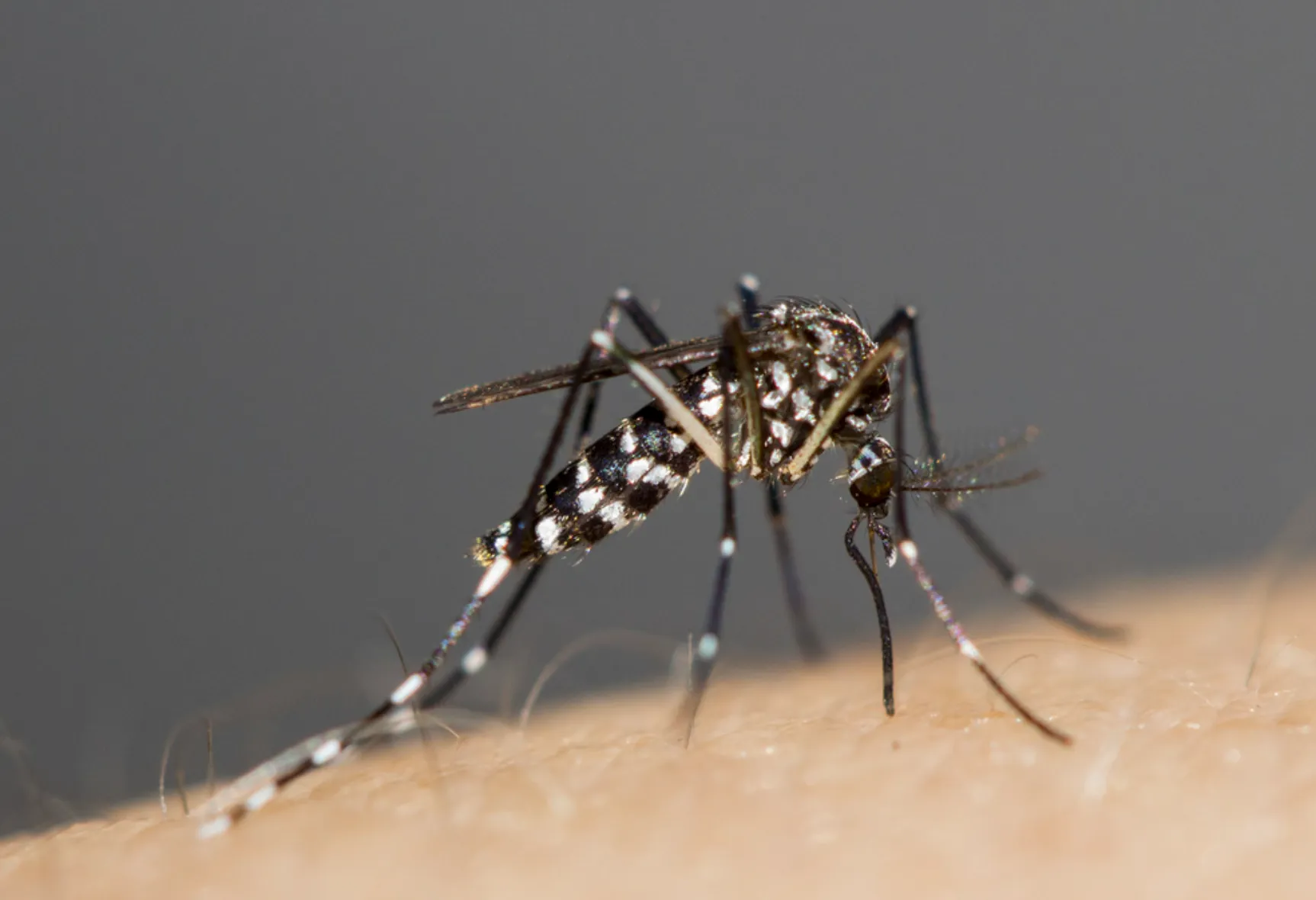 Aedes Mosquitoes
