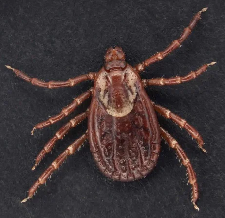 Tiques du chien américain