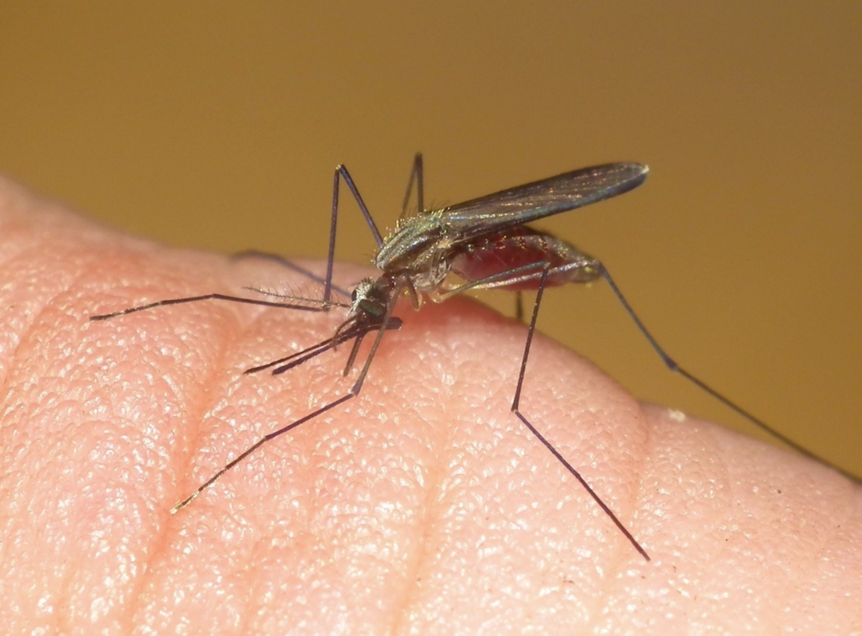 Anopheles Mosquitoes