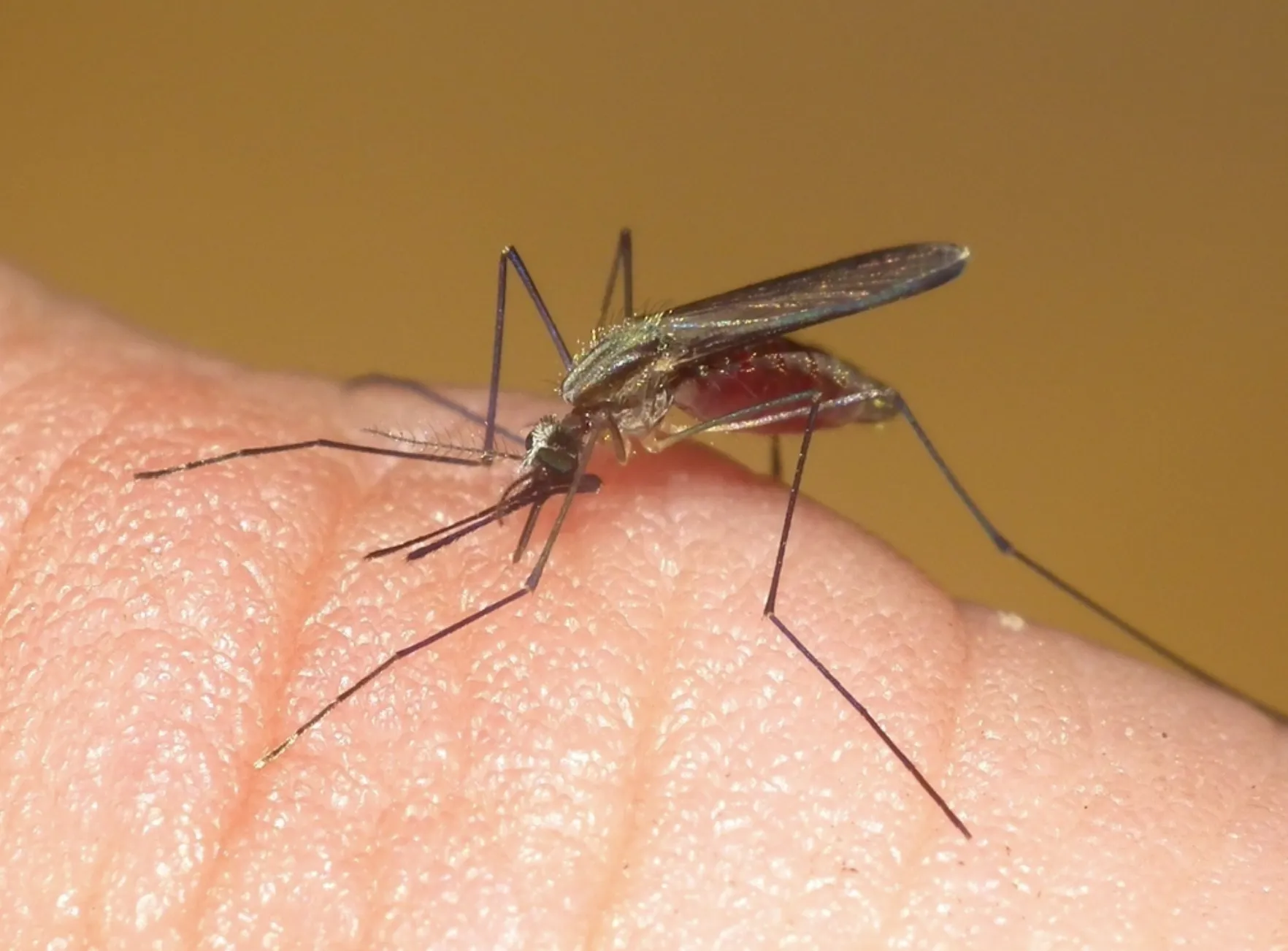 Anopheles Mosquitoes