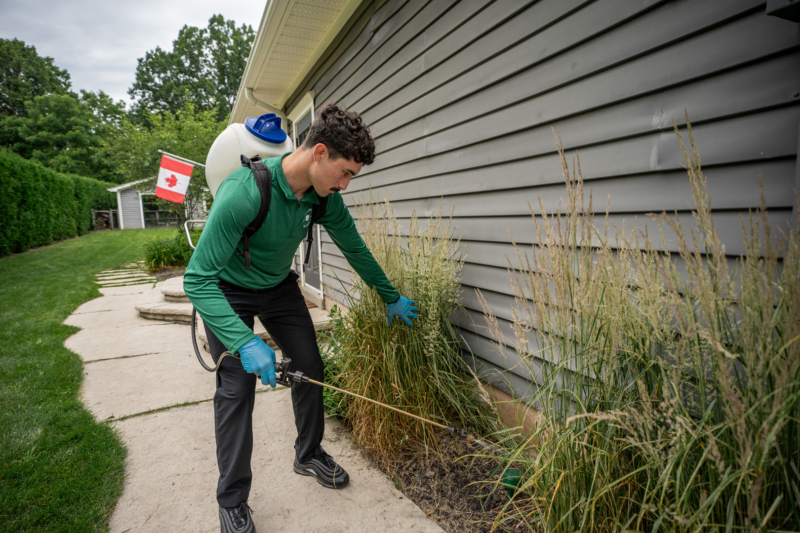 Ant Control Services - Insight Pest Solutions