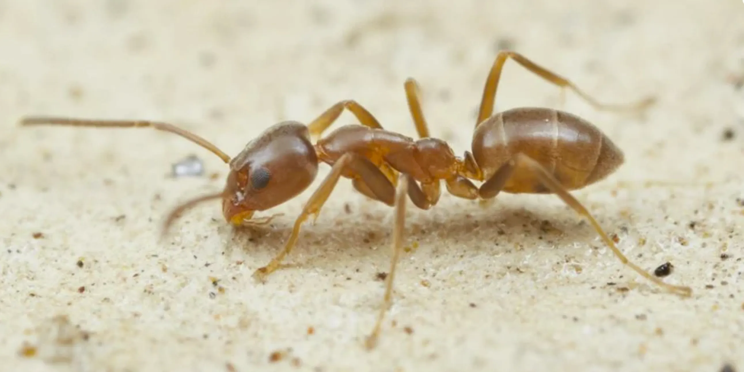 Argentine Ants