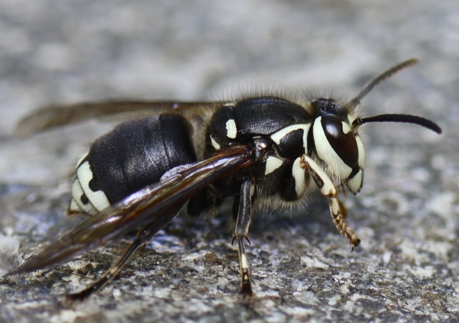Hornet