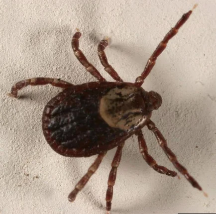 Tiques brunes du chien