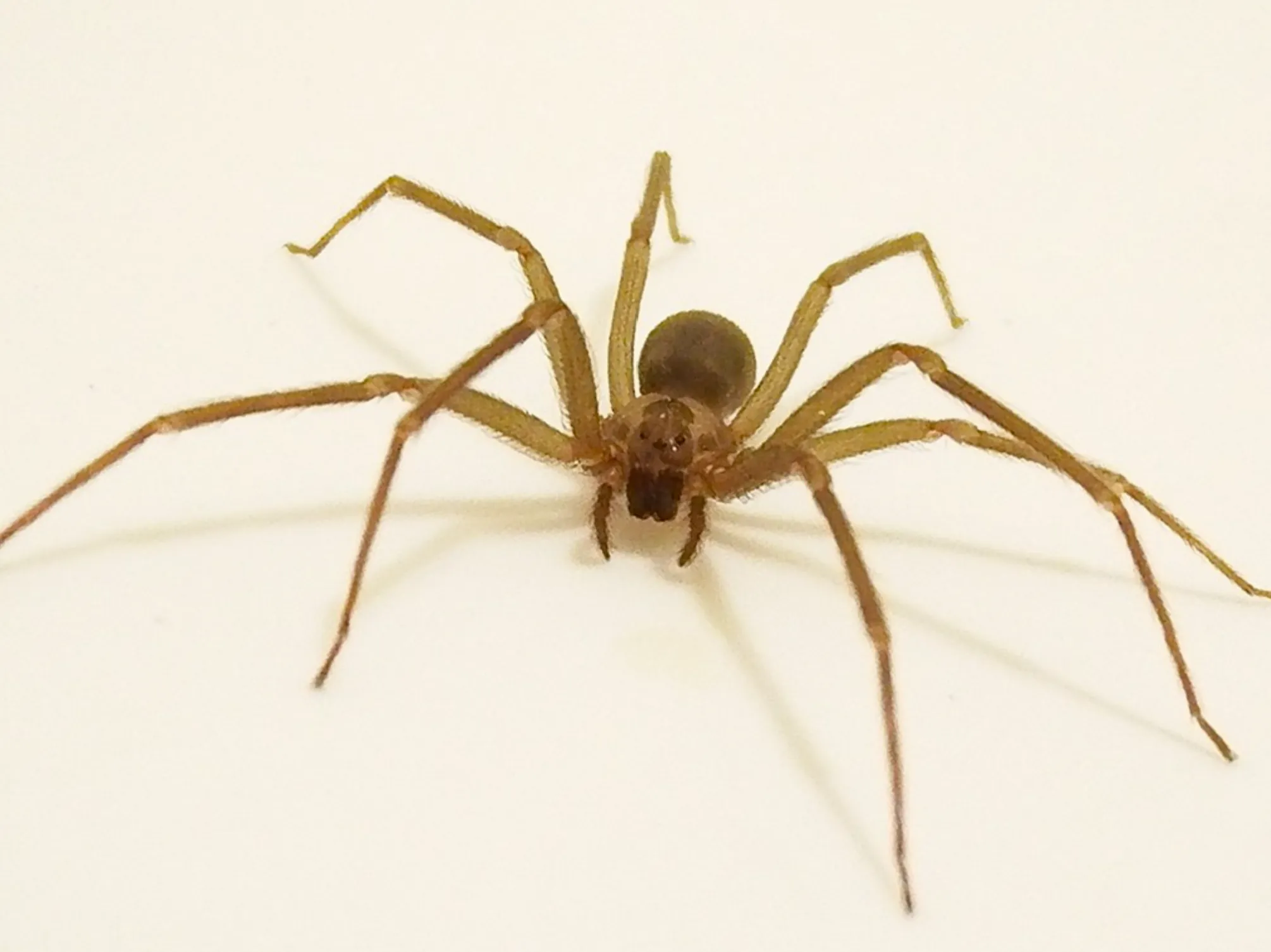 Brown Recluse