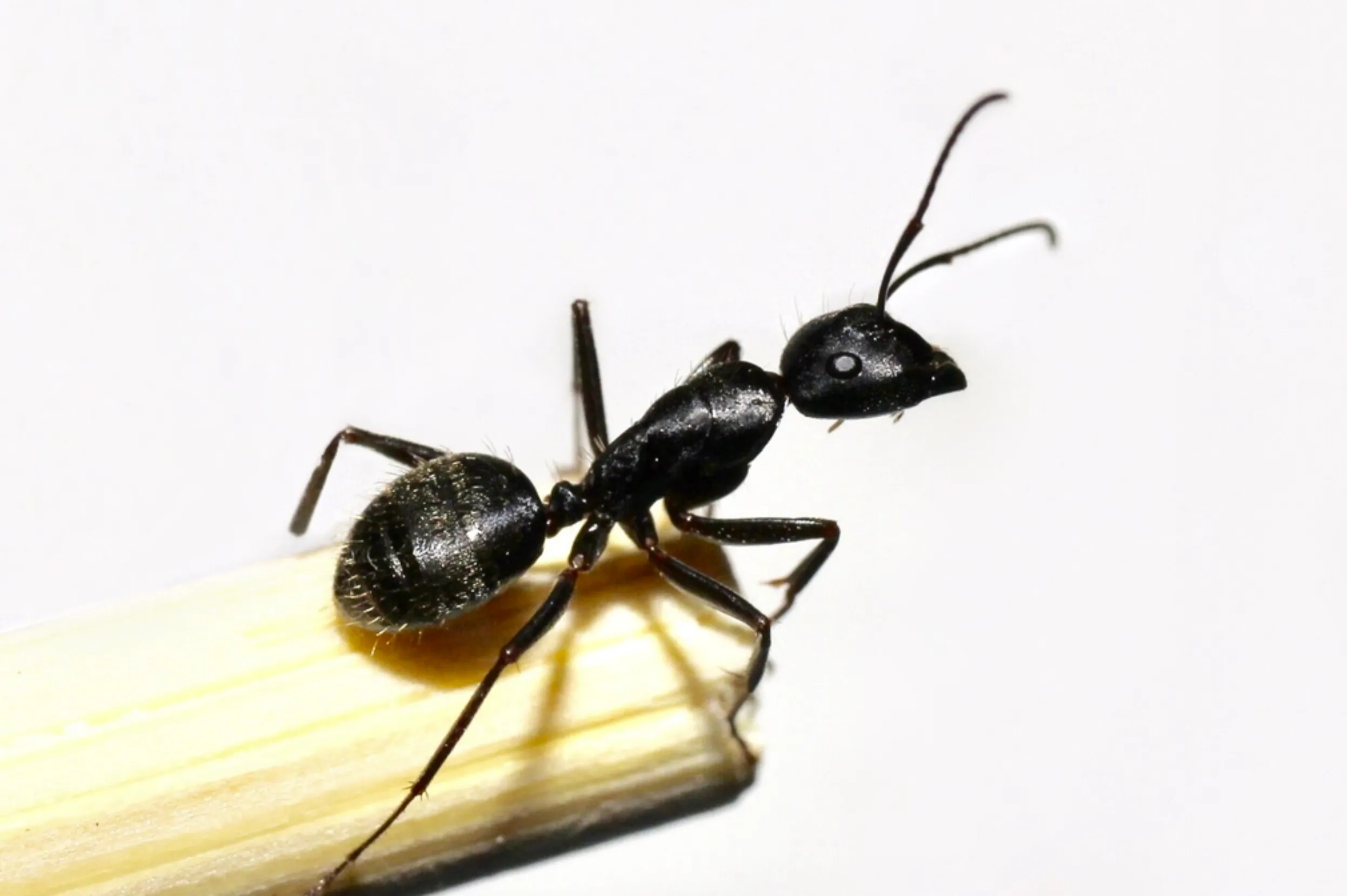 Carpenter Ants