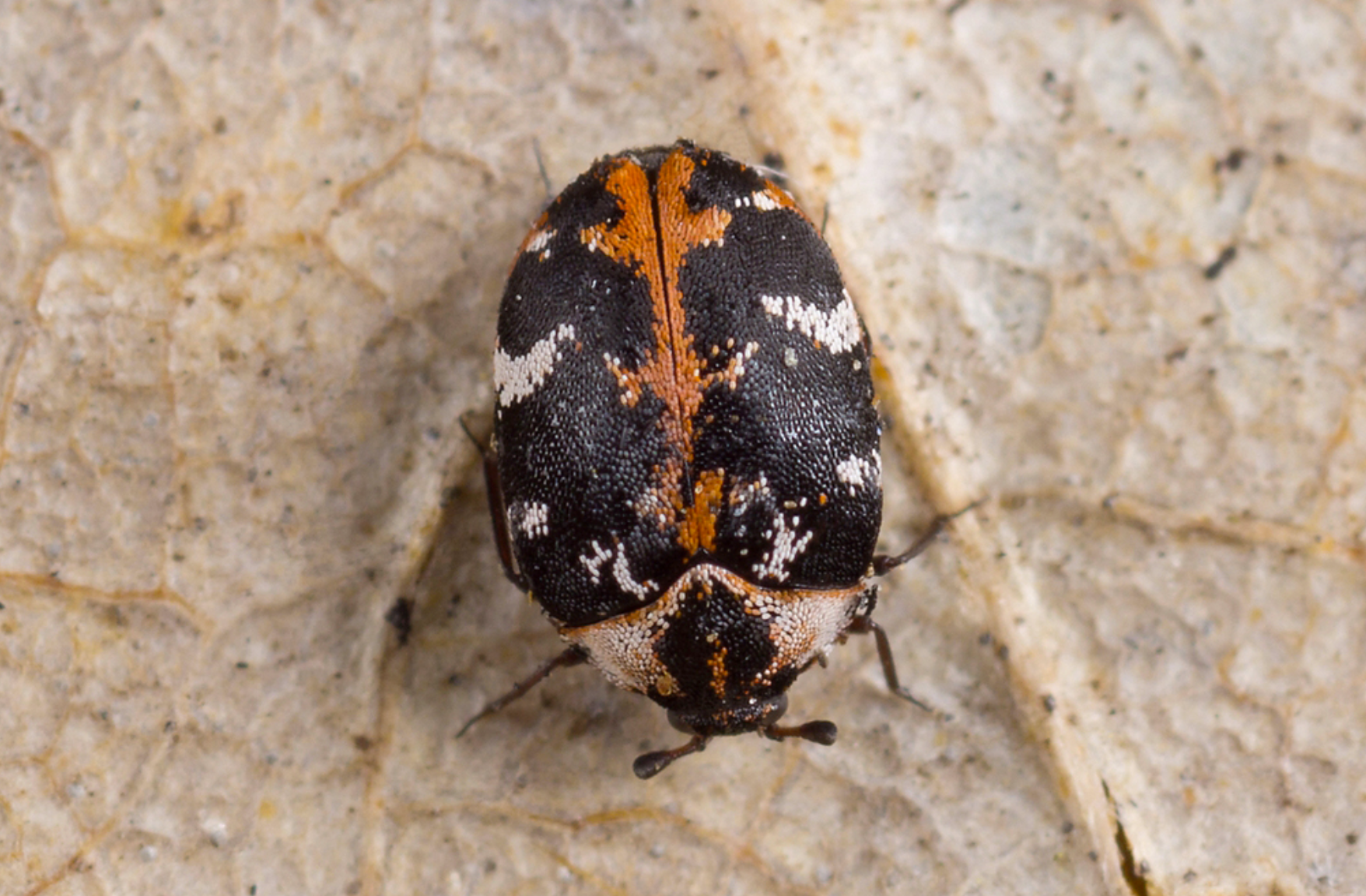 Carpet Beetles
