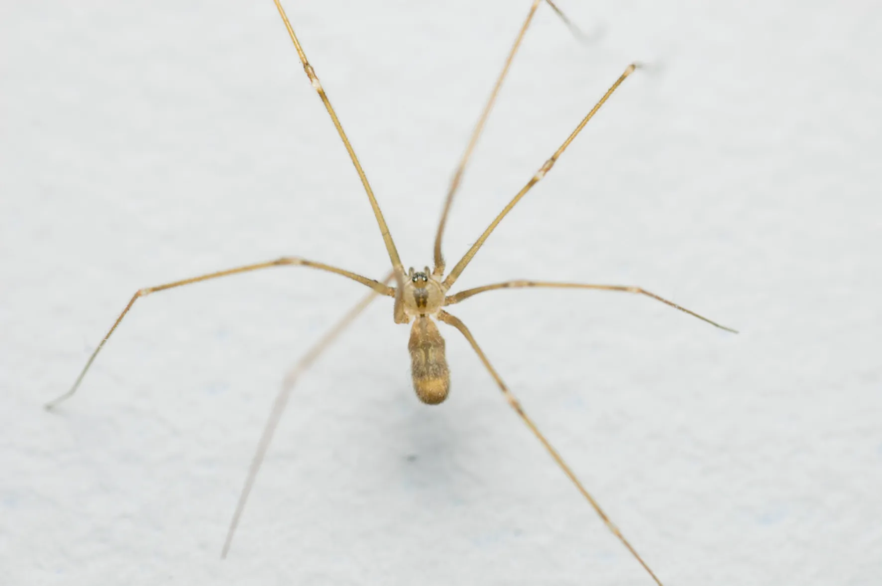 Cellar Spider