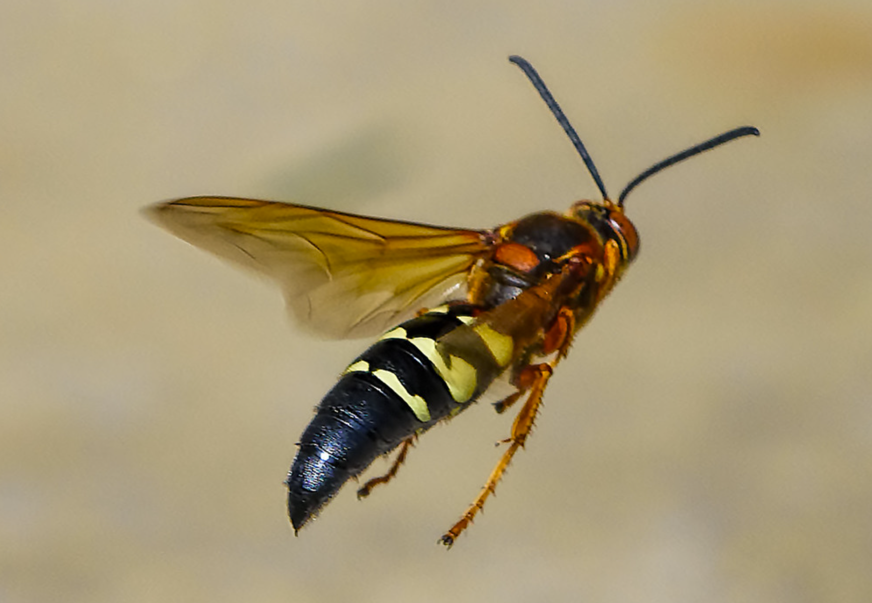 Cicada Killer
