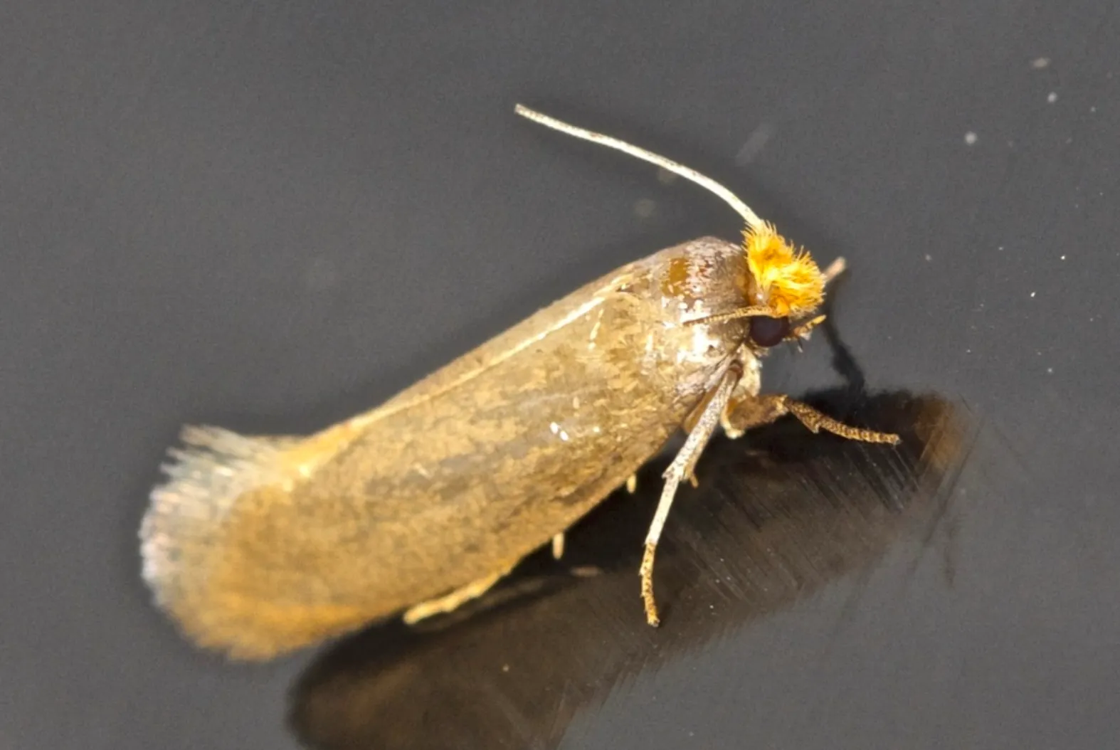 Mites des vêtements