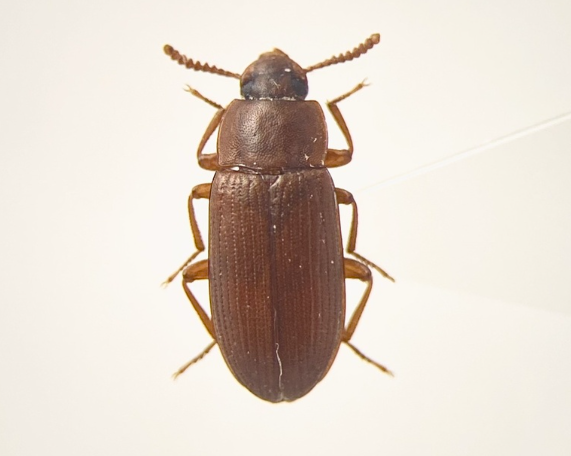 Confused Flour Beetles