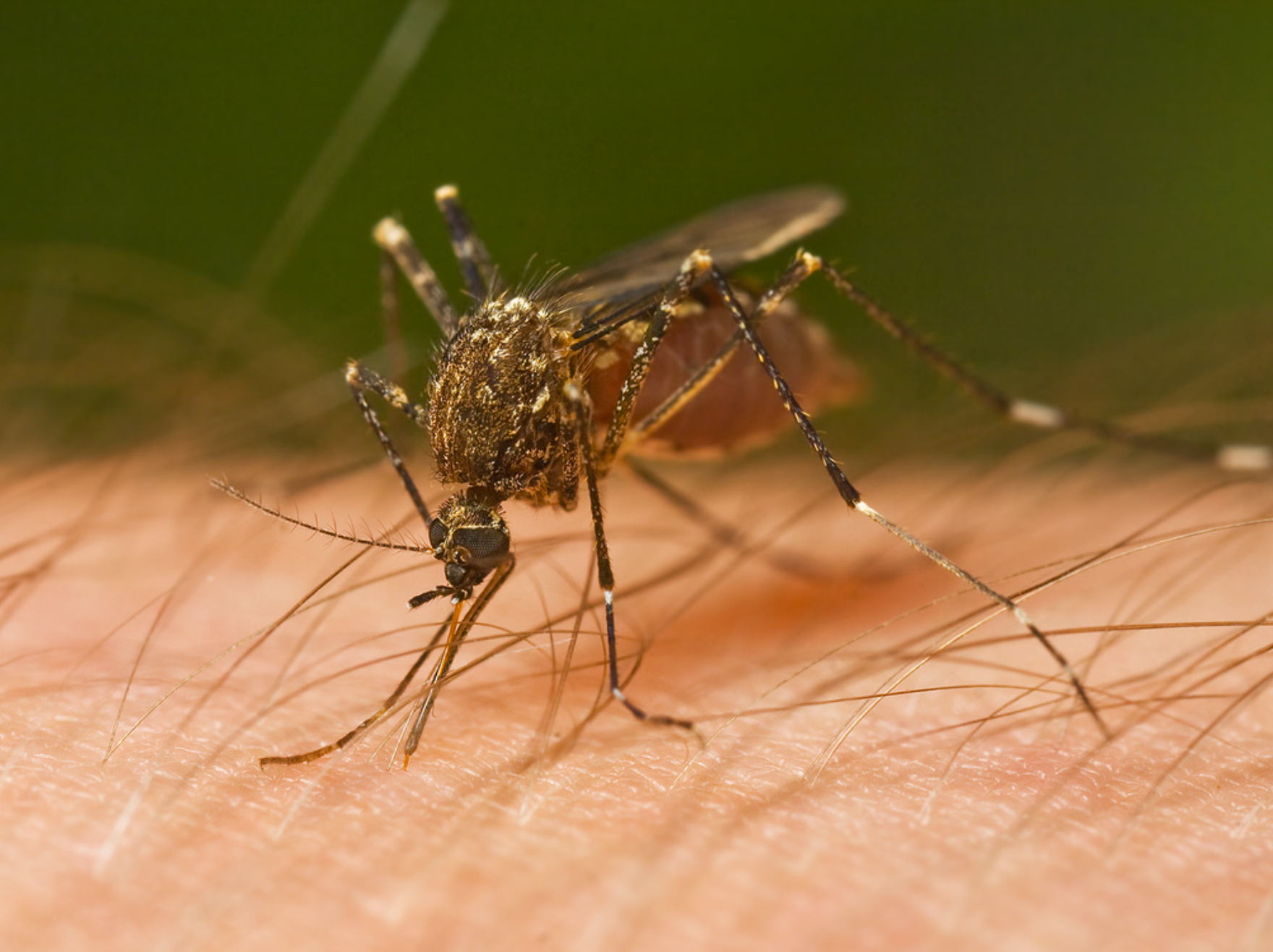 Culicidae Mosquitoes
