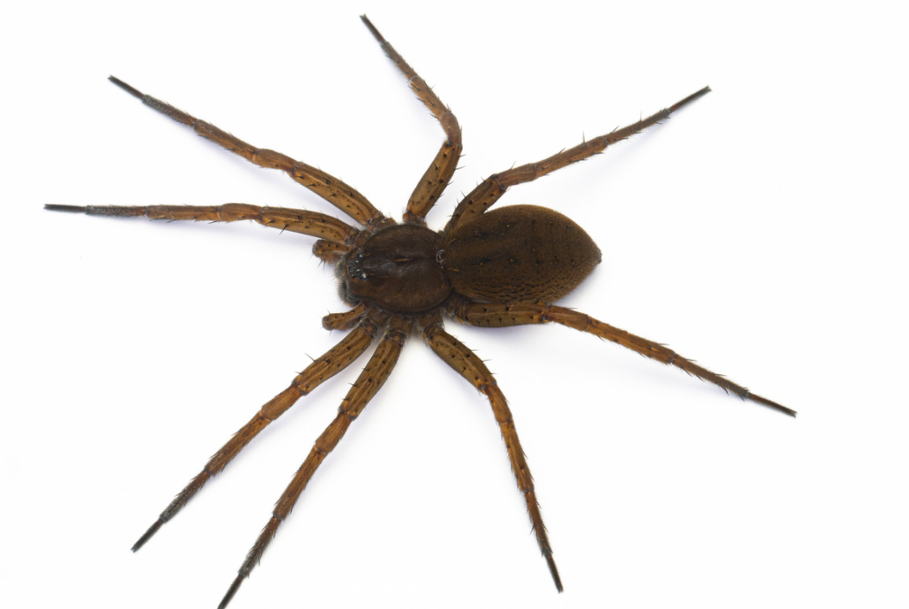 Fishing Spider