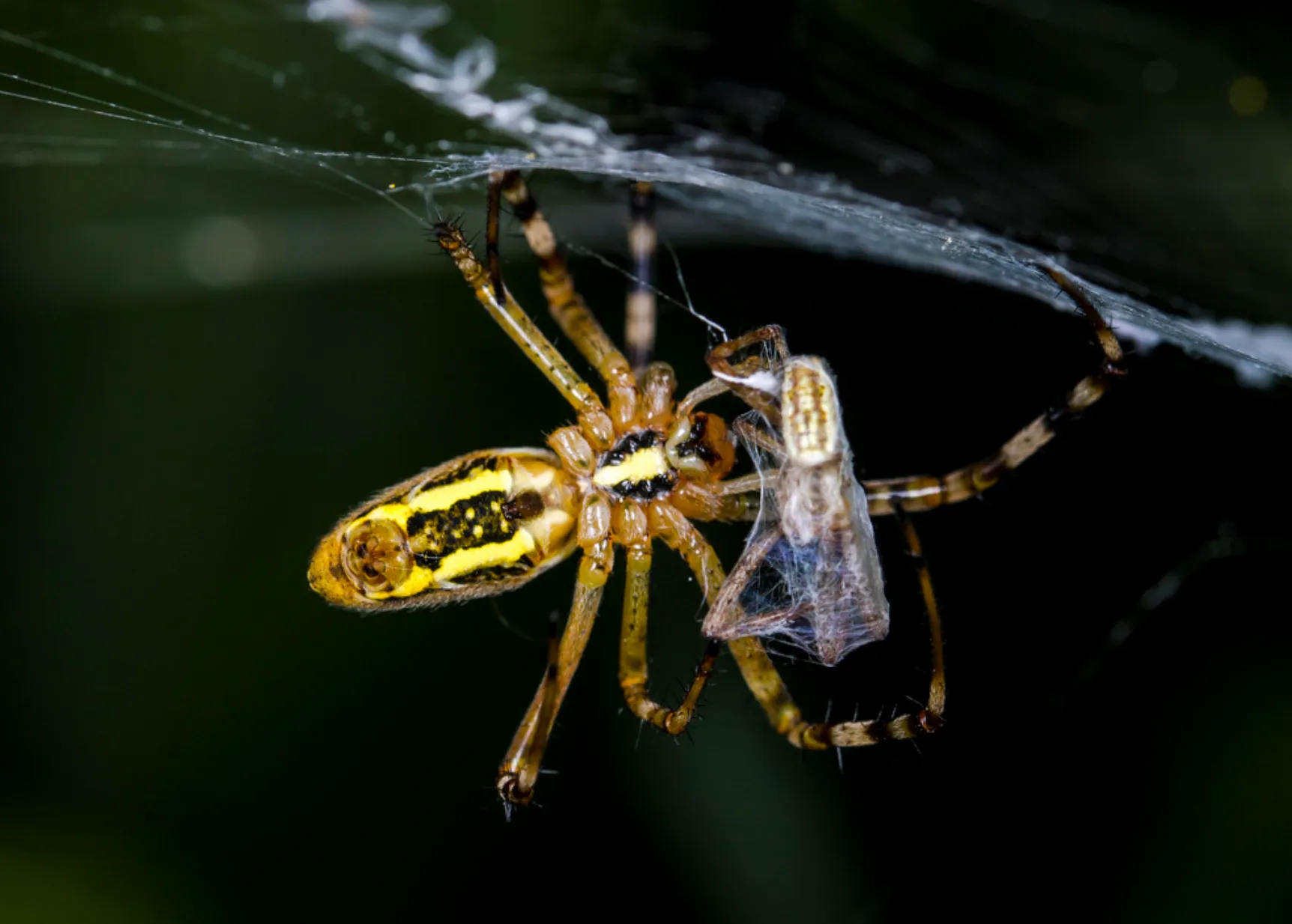 Garden Spider
