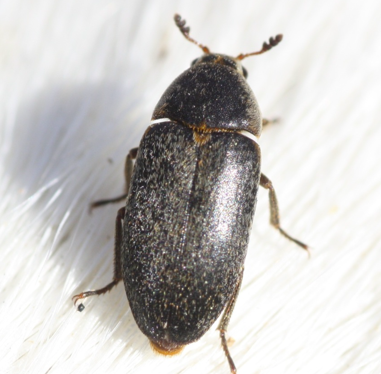 Hide Beetles