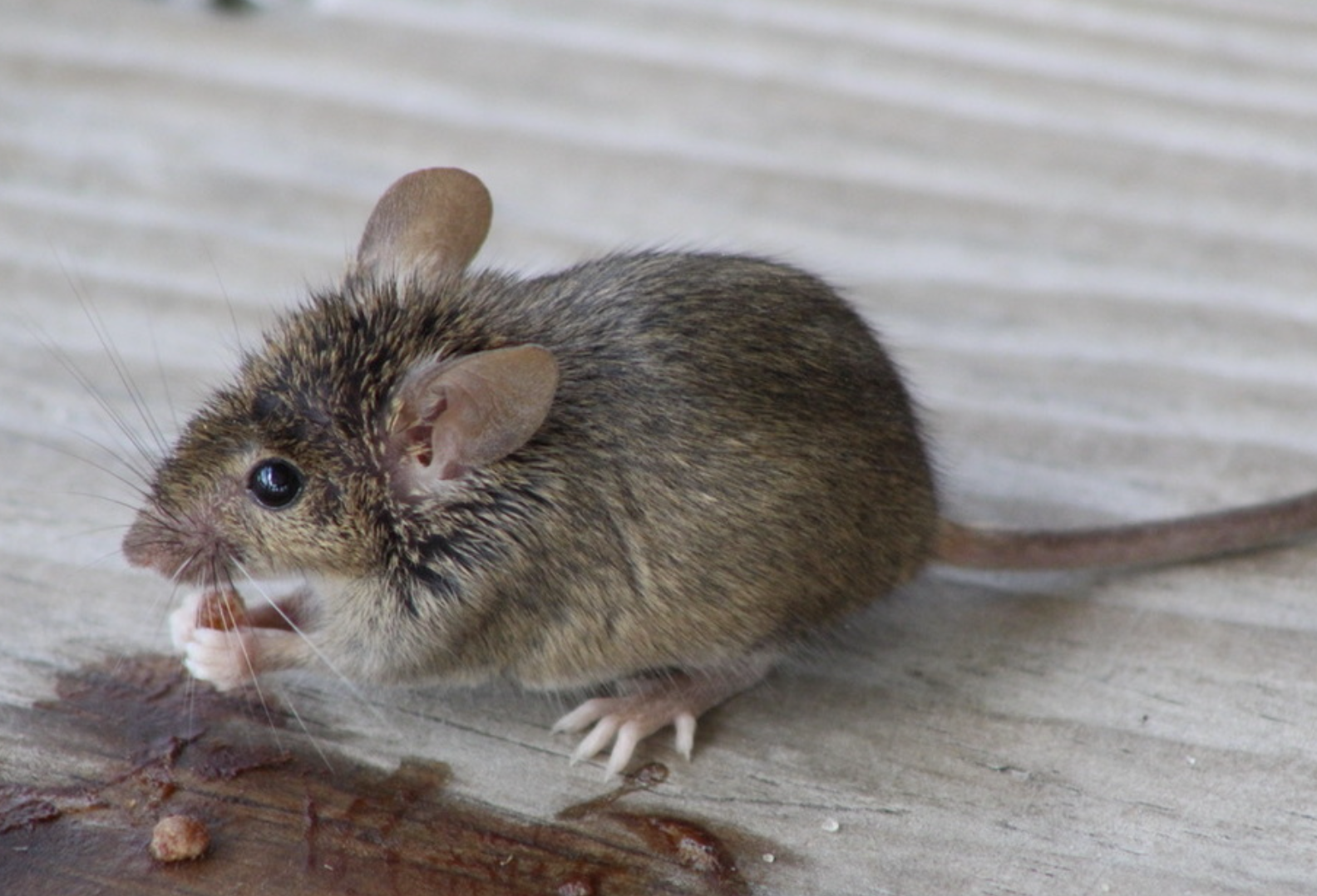 Souris