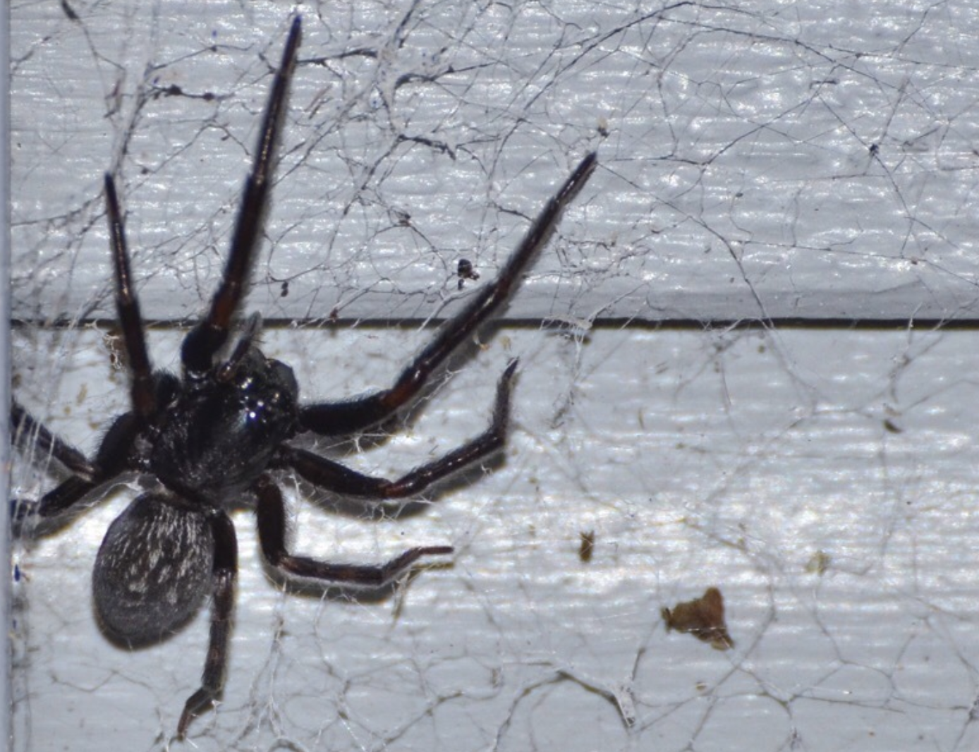 House Spider