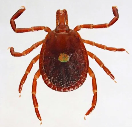 Tiques étoile solitaire