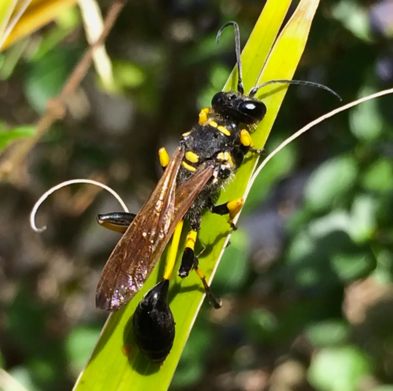 Mud Daubers
