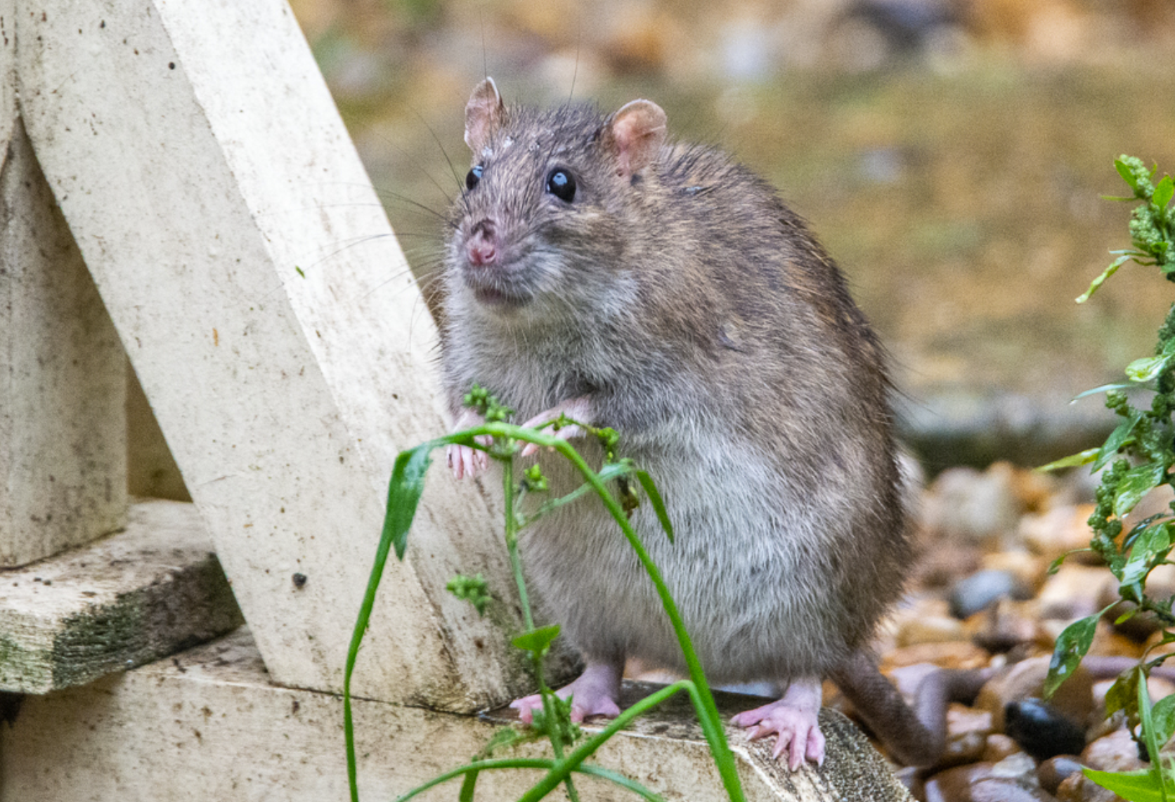 Rats
