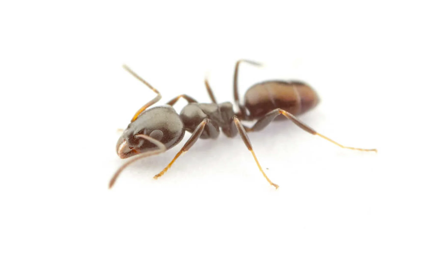 Odorous House Ants
