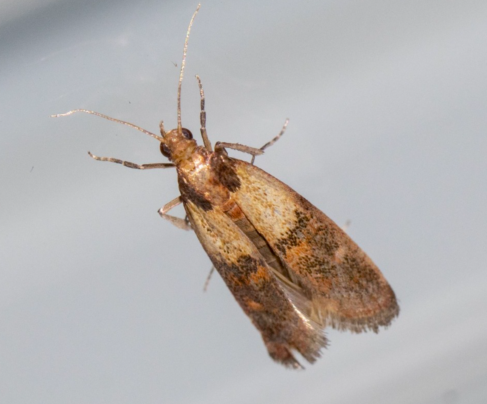 Pantry Moths
